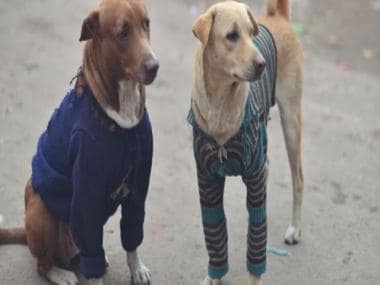 ‘No vaccination, ambulance for stray dogs’: High Court seeks response from Delhi government