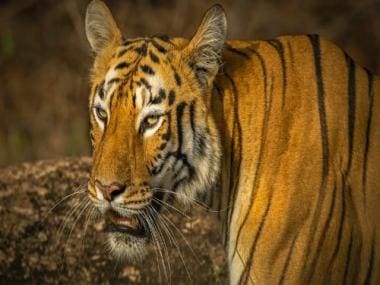 Watch: Zookeeper teases lion, animal bites off his finger