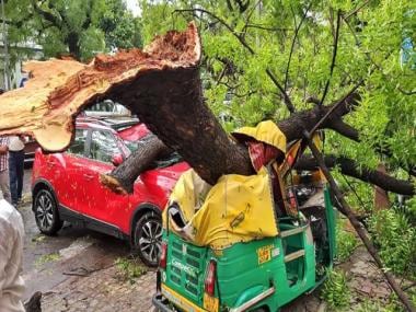 Explained: As Delhi gets battered by heavy rains, decoding why trees fall down in cities