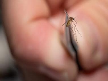 Kerala on alert after 47-year-old dies of West Nile fever: What is the virus?