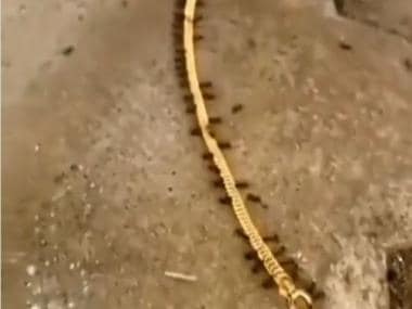 ‘When Ants become Ant-i social’: Ants carry away gold chain, watch video here