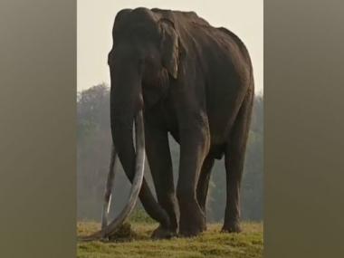 Kabini's famous elephant with longest tusks no more: What you need to know about Bhogeshwara
