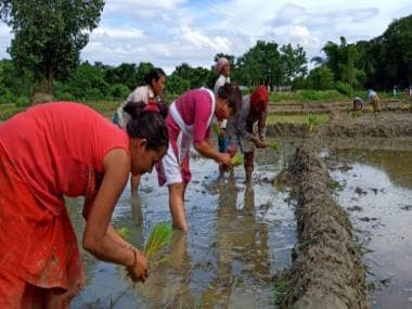 Govt announces MSP hike for kharif season: What it is, how it is decided and what it means for farmers