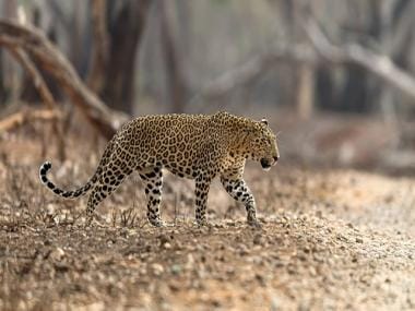 Leopard climbs tree to prey on baby monkey; watch bone-chilling video here