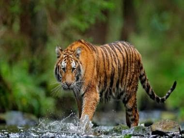 International Tiger Day: Some interesting facts about the apex predator