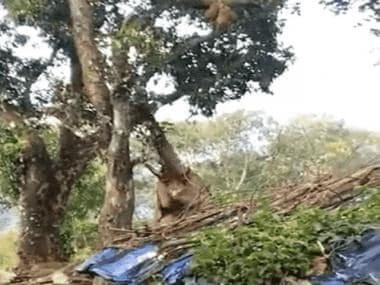 Watch: Elephant struggles to get jackfruit high up on tree; here’s how it got its favourite fruit