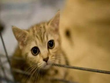 International Cat Day: History, significance and how to celebrate