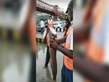 ‘Fresh catch’ on road in rain-hit Bengaluru stuns internet