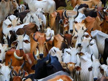After Amroha cattle killing horror, Muslim man electrocutes cows at gaushala in Maharashtra