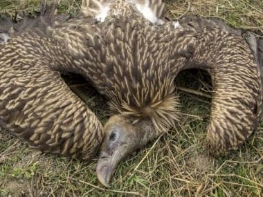 Vultures: When the sentry of environmental cleanliness faces existential crisis