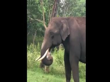 Watch video: Hungry elephant eats plastic in heartbreaking video