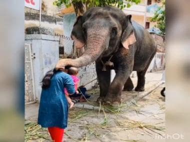 Watch: Elephant blesses baby with its trunk; Twitter says ‘Ganapati Bappa Moriya’