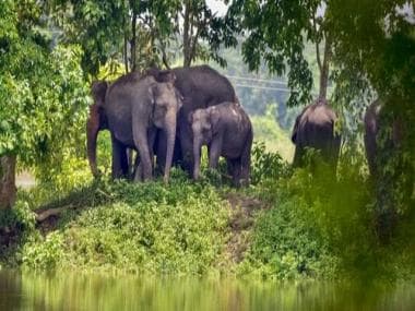 Spot Report: Meet the two elephants doubling up as bodyguards of cheetahs in Kuno