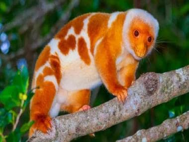 Passenger smuggling 5 exotic animals in check-in baggage arrested at Chennai airport