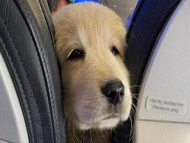 Rakesh Jhunjhunwala's Akasa Air to allow pets in cabin and cargo, booking starts from 15 October