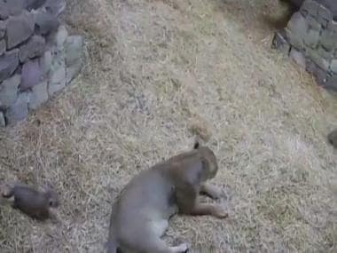 Watch: Lion cub tries to scare its mother, internet finds it adorable