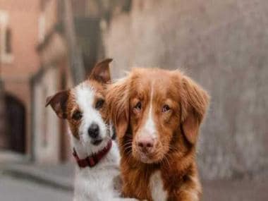 World Animal Day 2022: History, significance and all you need to know