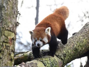 IFS officer raises concerns over endangered red pandas in Twitter post, check