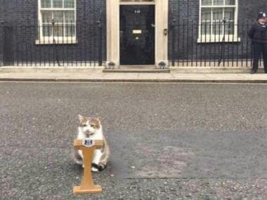 Larry the cat gives witty answers to fan questions; claims he hasn’t found UK PM Rishi Sunak’s wallet