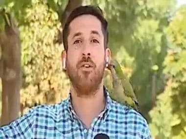 Viral video: Parrot flies away with journalist’s earphone during live reporting