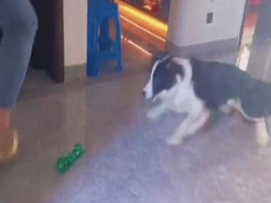 Viral: Dog shows excellent ‘goalkeeping’ skills during playtime; leaves internet impressed
