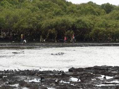 COP27: What is the Mangrove Alliance for Climate that India has joined?