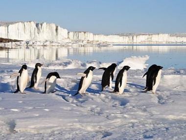 Emperor penguins receive ‘Endangered Species Act’ protection: Will it save them from going extinct?