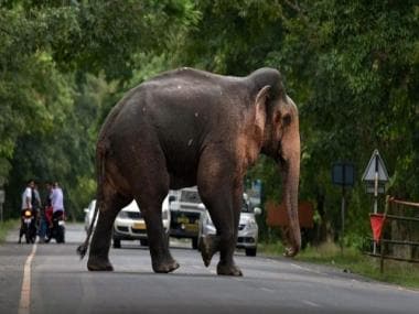 Viral Video: Elephant shows ‘smart’ tricks to break electric fence
