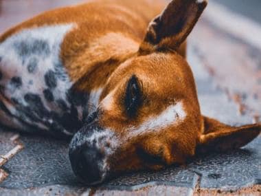 UK: Animal shelters ‘overwhelmed’ as people abandoning pets amid living crisis