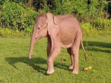 Viral video: Devotee gets stuck under elephant statue while performing ritual