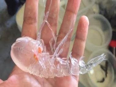 Extraordinary ‘transparent’ creature discovered from deep ocean; video goes viral