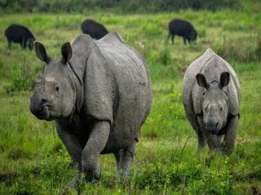 Zero rhino poaching in Assam in 2022: How the state achieved the feat