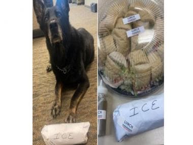 US police probes K-9 charged of stealing colleague’s lunch’; dog’s photo goes viral
