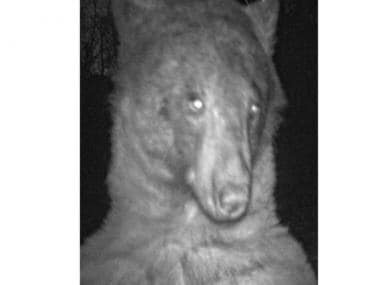 Selfie crazy ‘Kim-bearly Kardashian’ becomes internet sensation for clicking 400 selfies