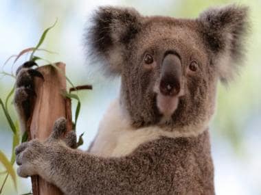 Viral: Man guides koala to cross four-lane highway on Gold Coast; internet says 'real humanity'