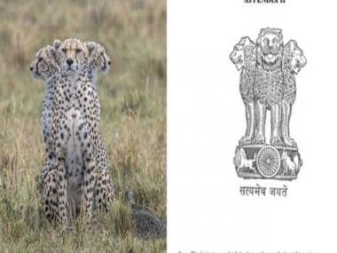 ‘Practising for India trip’: Users react to old photo of ‘cheetah trinity’ resembling national emblem
