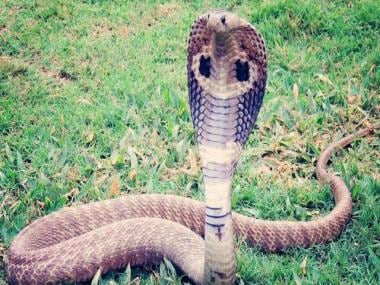 Watch video: IFS officer shares scary video of standing king cobra