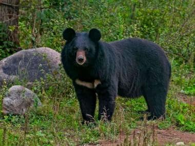 Woman realises her pet dog is actually an endangered bear after raising it for 2 years
