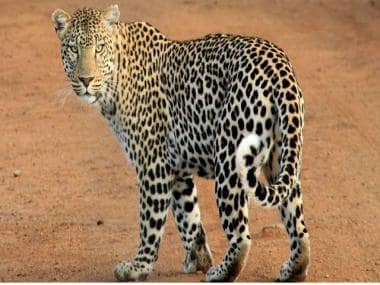 This leopard’s ‘fitness’ routine will leave you inspired; watch