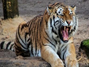 ‘Golden Tiger’ spotted for the first time in 2023 at Assam’s Kaziranga National Park; watch