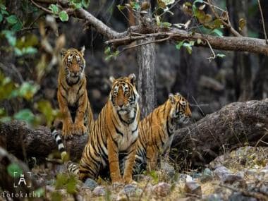 India's tiger population is rising and so is that of humans: How will we accommodate the big cats?