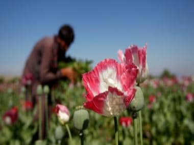 Afghan farmers bear $1 billion loss due to Taliban’s ban on growing opium